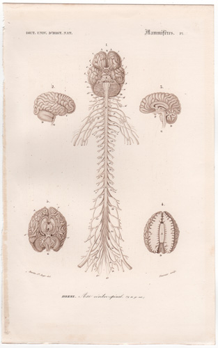 human organs and muscles